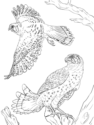 American Kestrels Coloring Page